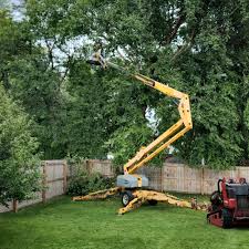 Reliable Foresthill, CA Tree Care Solutions