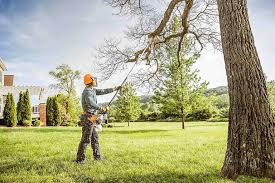 Best Tree Health Inspection  in Foresthill, CA