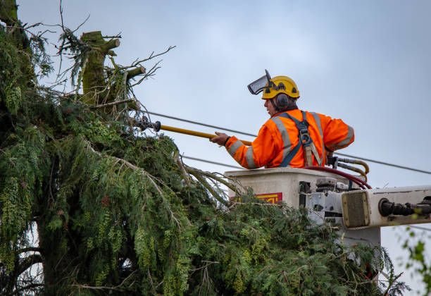 Best Tree Maintenance Programs  in Foresthill, CA